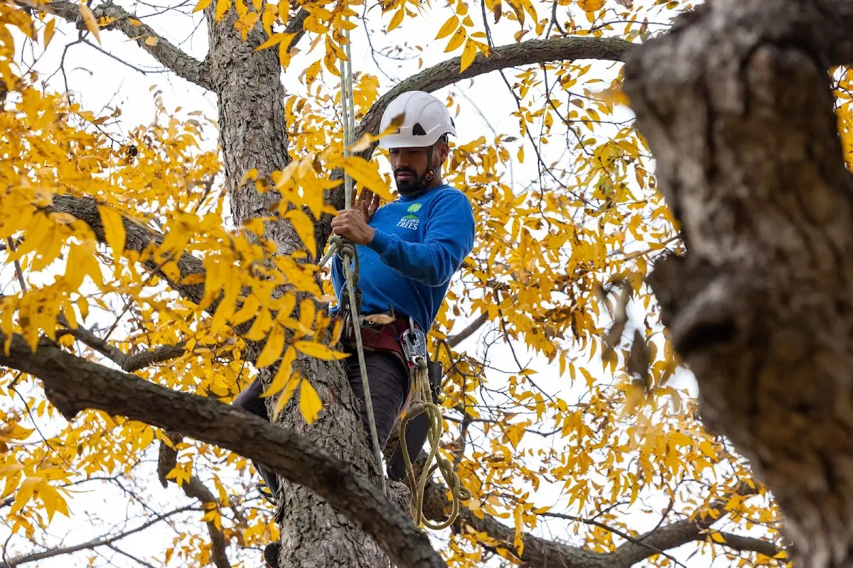 Skilled Tree Planing crew working in Shady Side